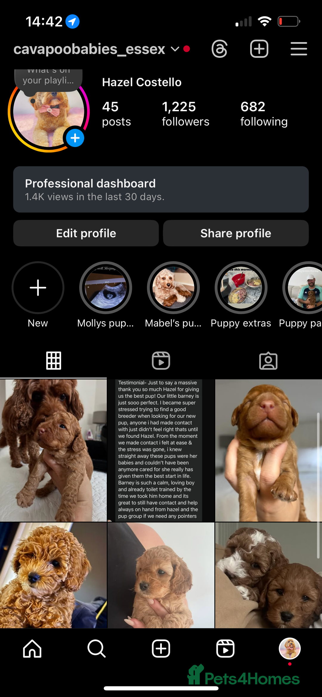 Cavapoo dogs for sale: Extensively health tested Stunning F1B Cavapoo  - Image 8