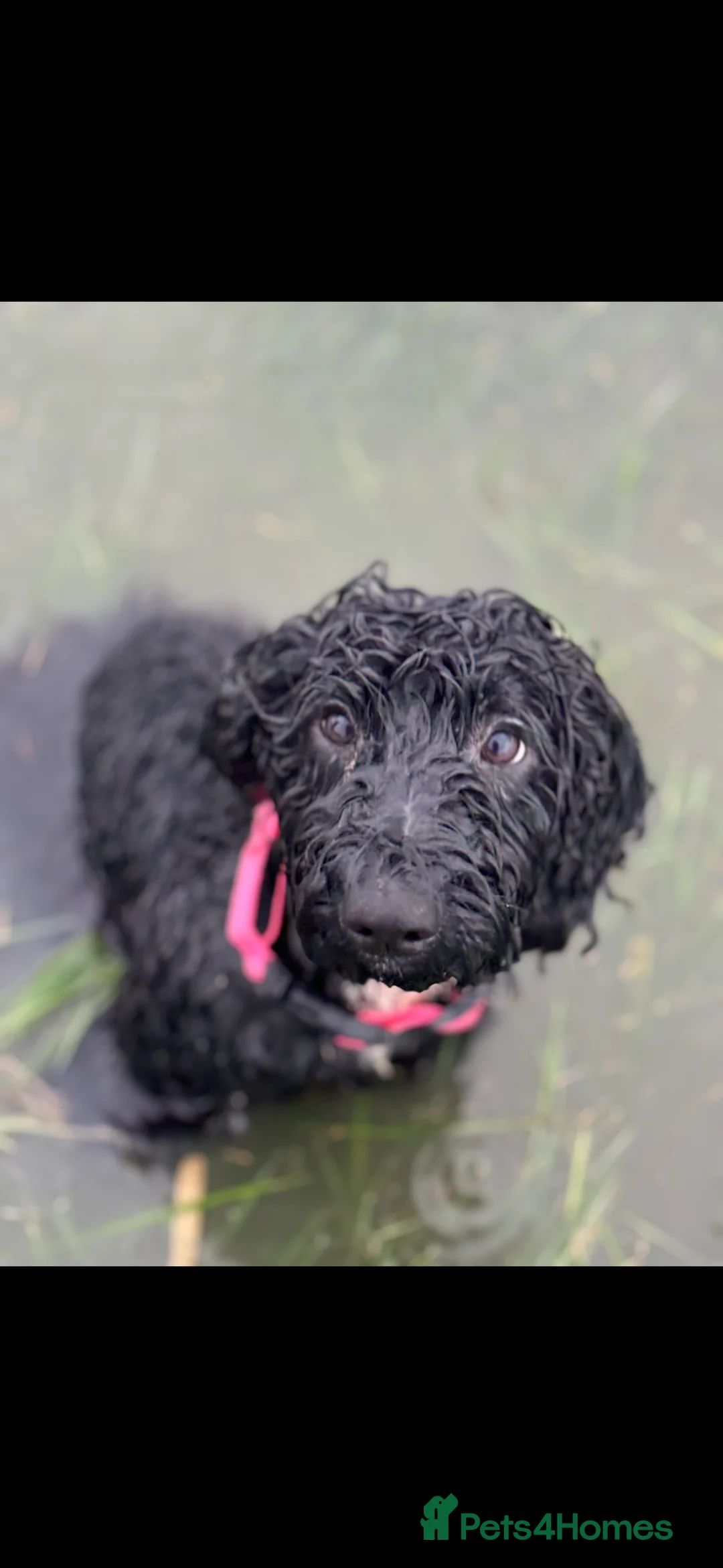 Cockapoo dogs for sale: Tilly  - Advert 10