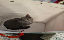 Russian Blue cats for sale: 2 beautiful grey cats - Image 9