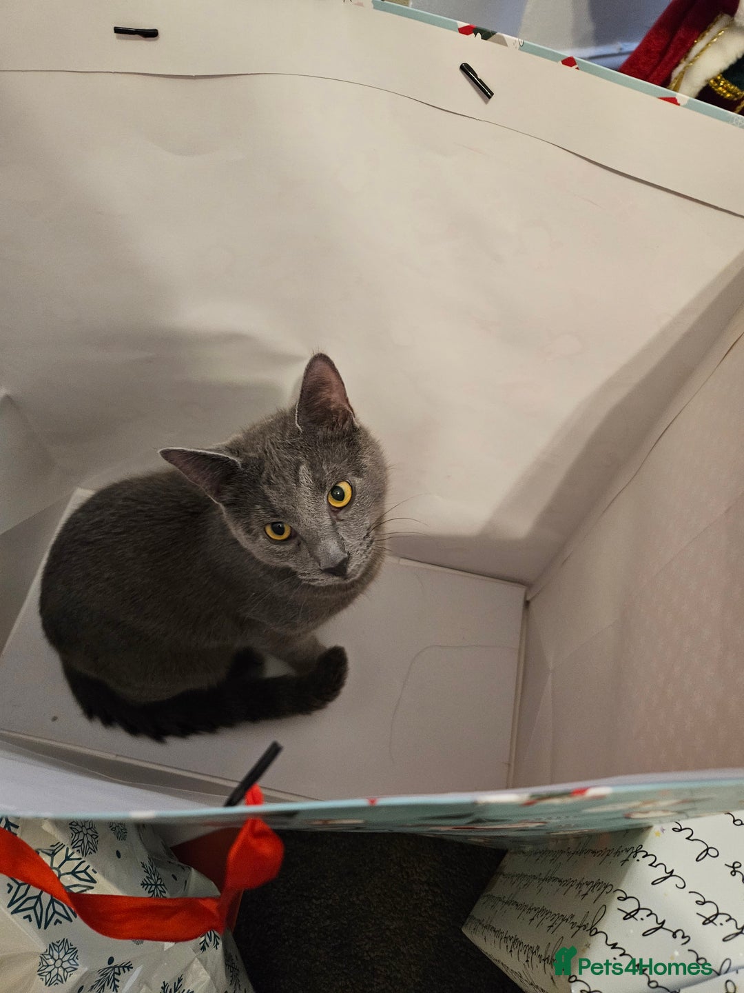 Russian Blue cats for sale: 2 beautiful grey cats - Image 9