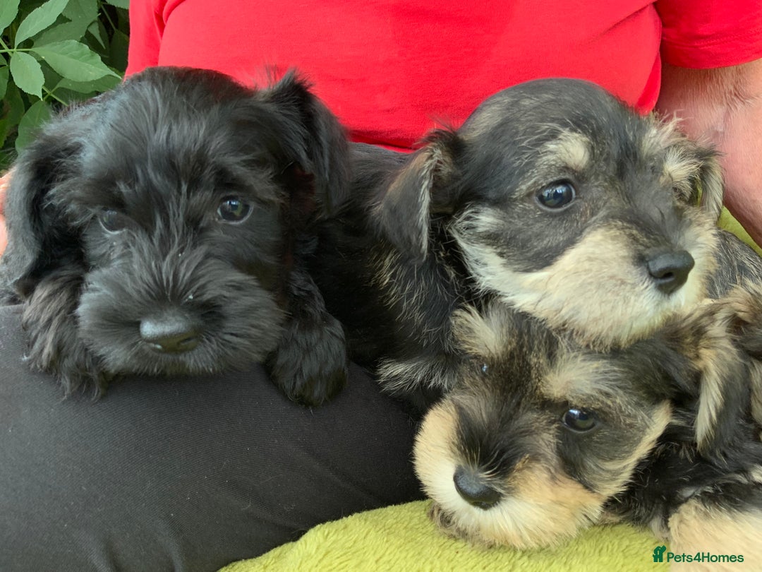 Miniature Schnauzer dogs for sale: Happy healthy miniature Schauzer puppies - Image 21