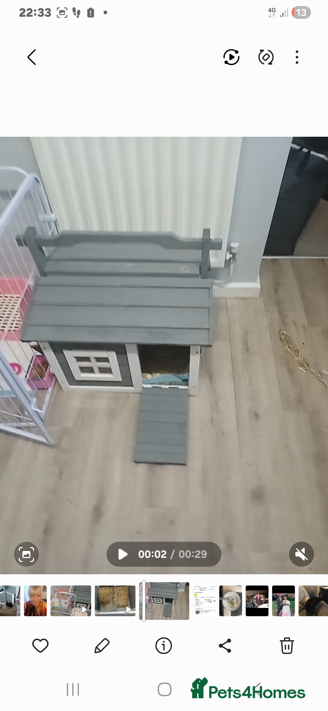 English Lop rabbits for sale: 2 male lop eared rabbits - Advert 3