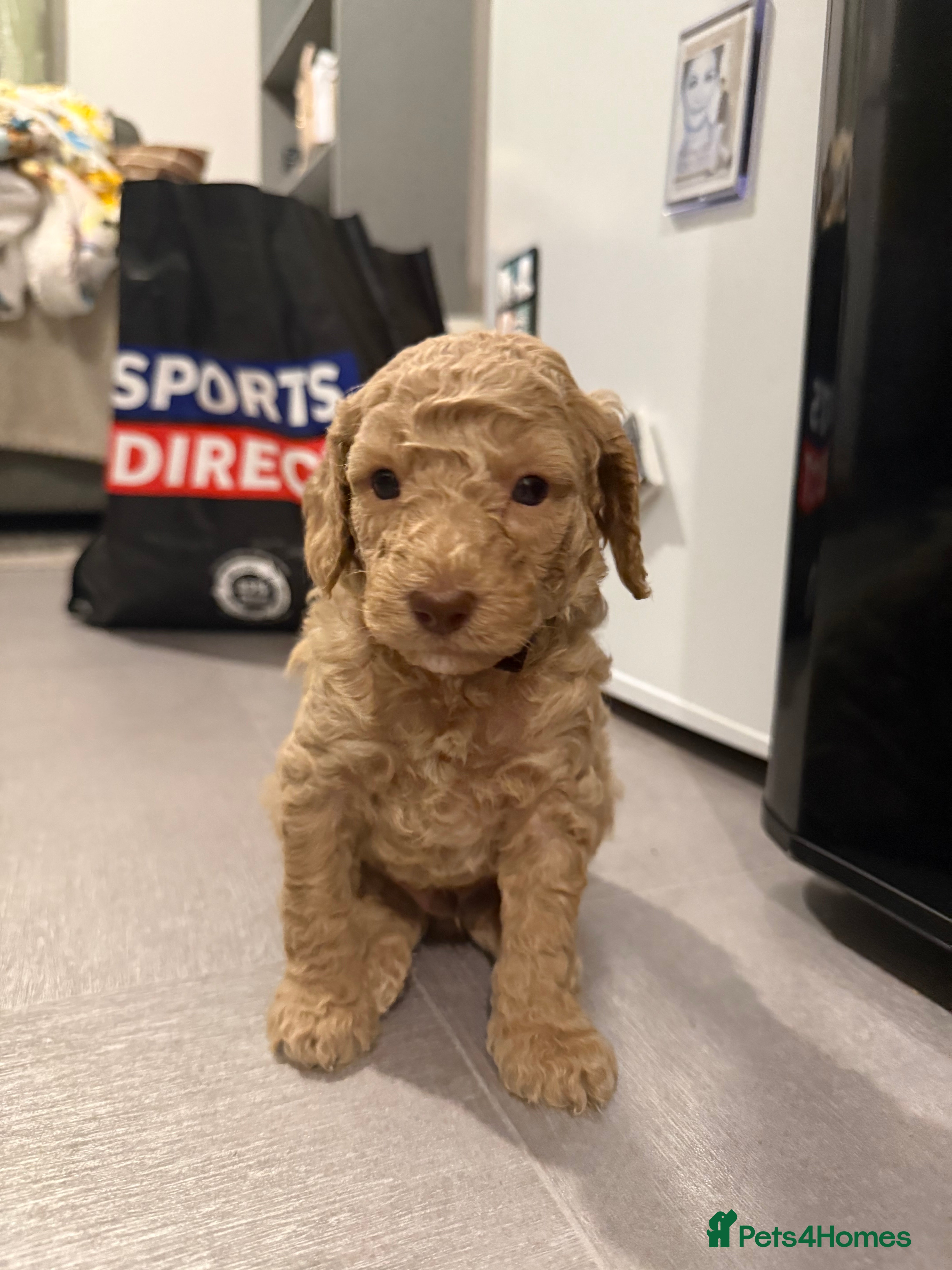 Cockapoo dogs Beautiful F2B cockapoo boys🐾 - Advert 4