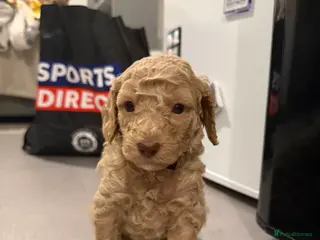 Cockapoo dogs Beautiful F2B cockapoo boys🐾 - Advert 2