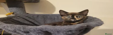 Mixed Breed 1