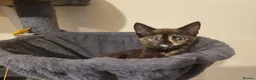 Mixed Breed cats for sale: Female kitten  - Advert 2