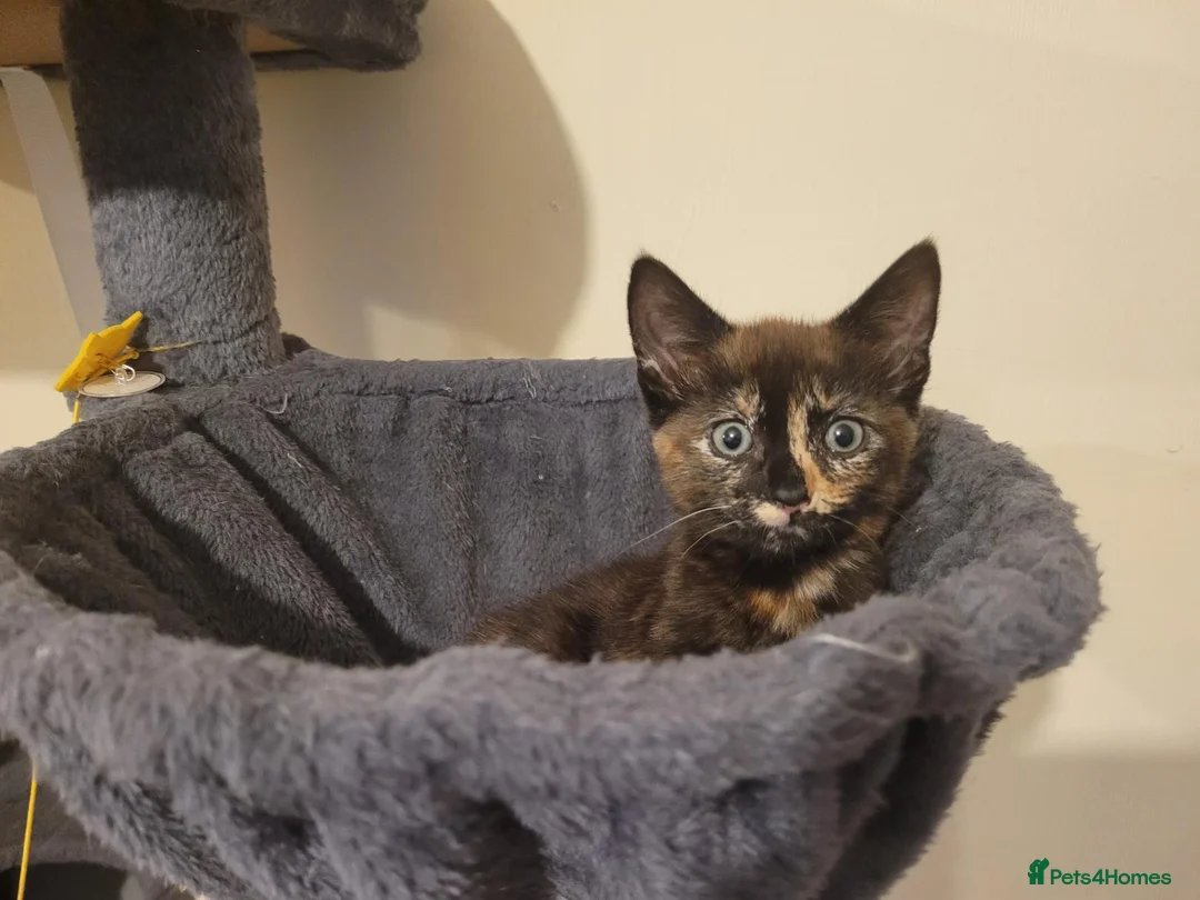 Mixed Breed cats for sale: Female kitten  - Advert 2