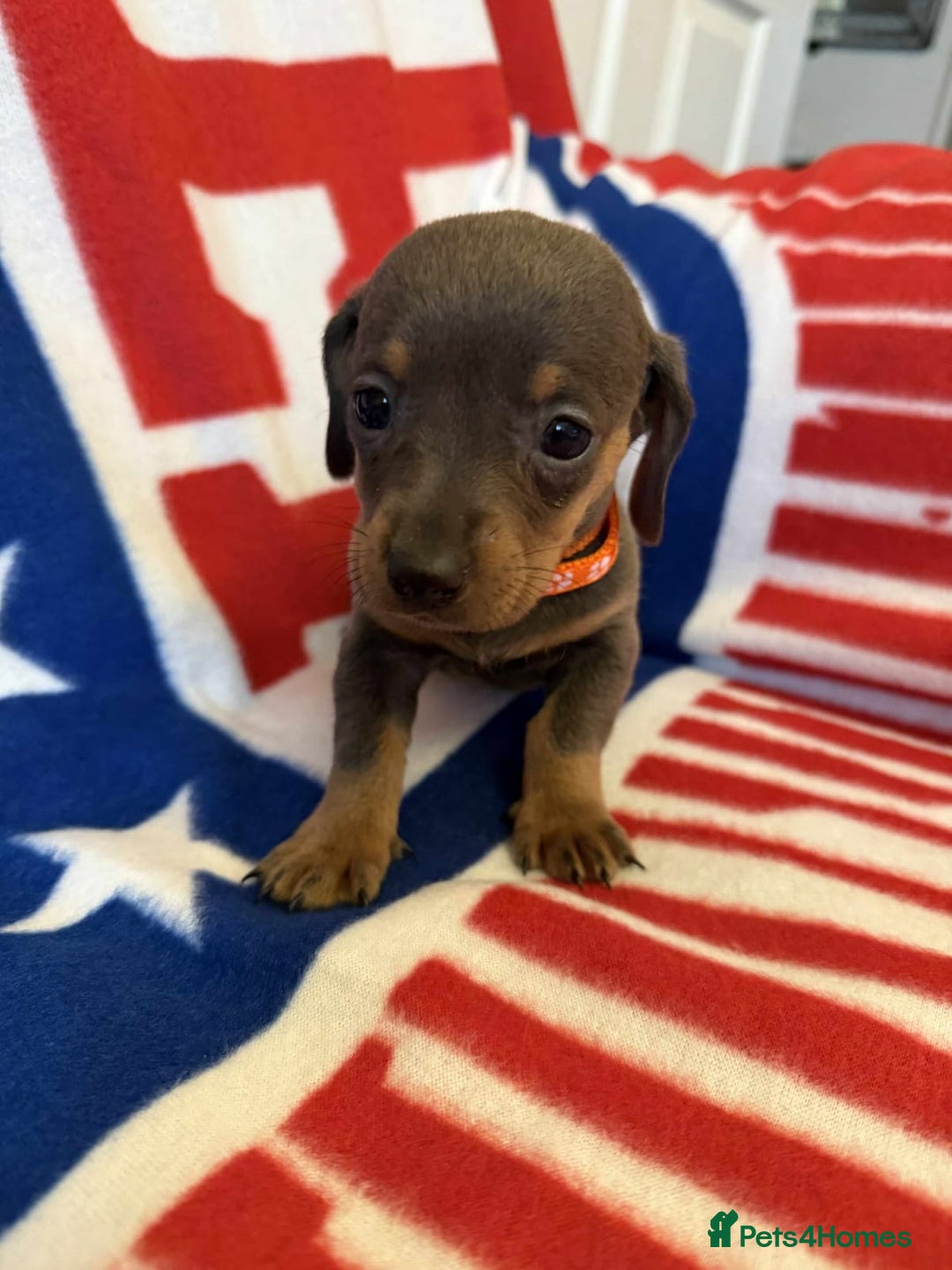 Dachshund dogs for sale: Beautiful Dachshund puppies - Advert 5