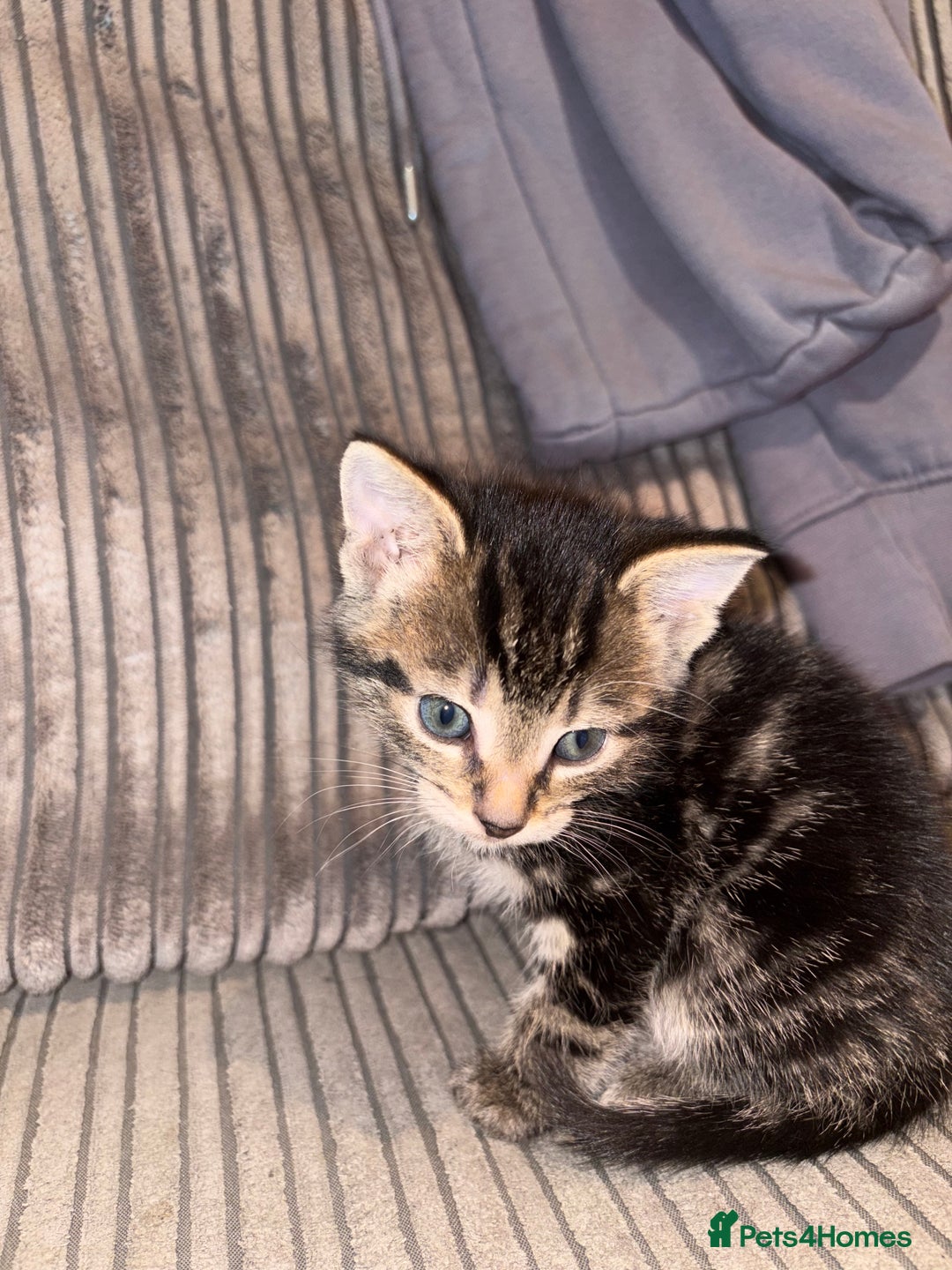 Domestic Shorthair cats for sale: 4 gorgeous Tabby kittens ready 26-1-26 - Advert 38