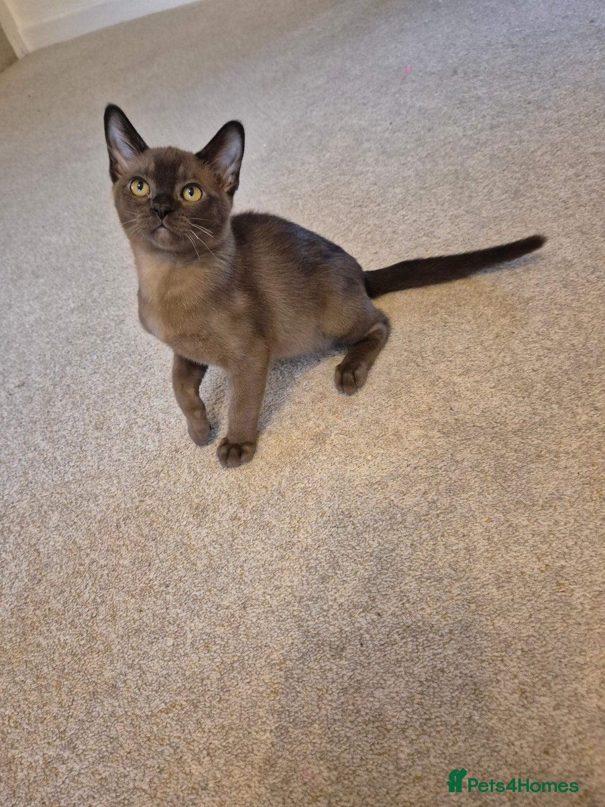 Burmese cats for sale: Pedigree Burmese Kittens Available - Advert 18