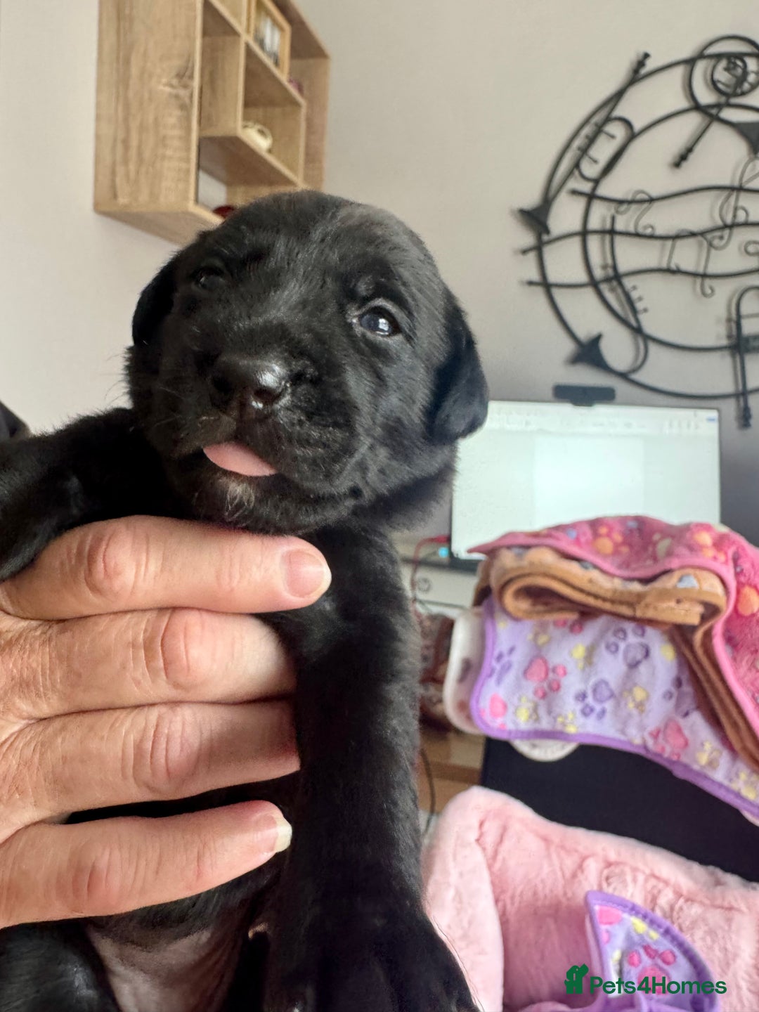Mixed Breed dogs for sale: Gorgeous medium pups - Image 11