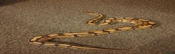 Python Snake reptiles for sale: Standard royal python  - Advert 4
