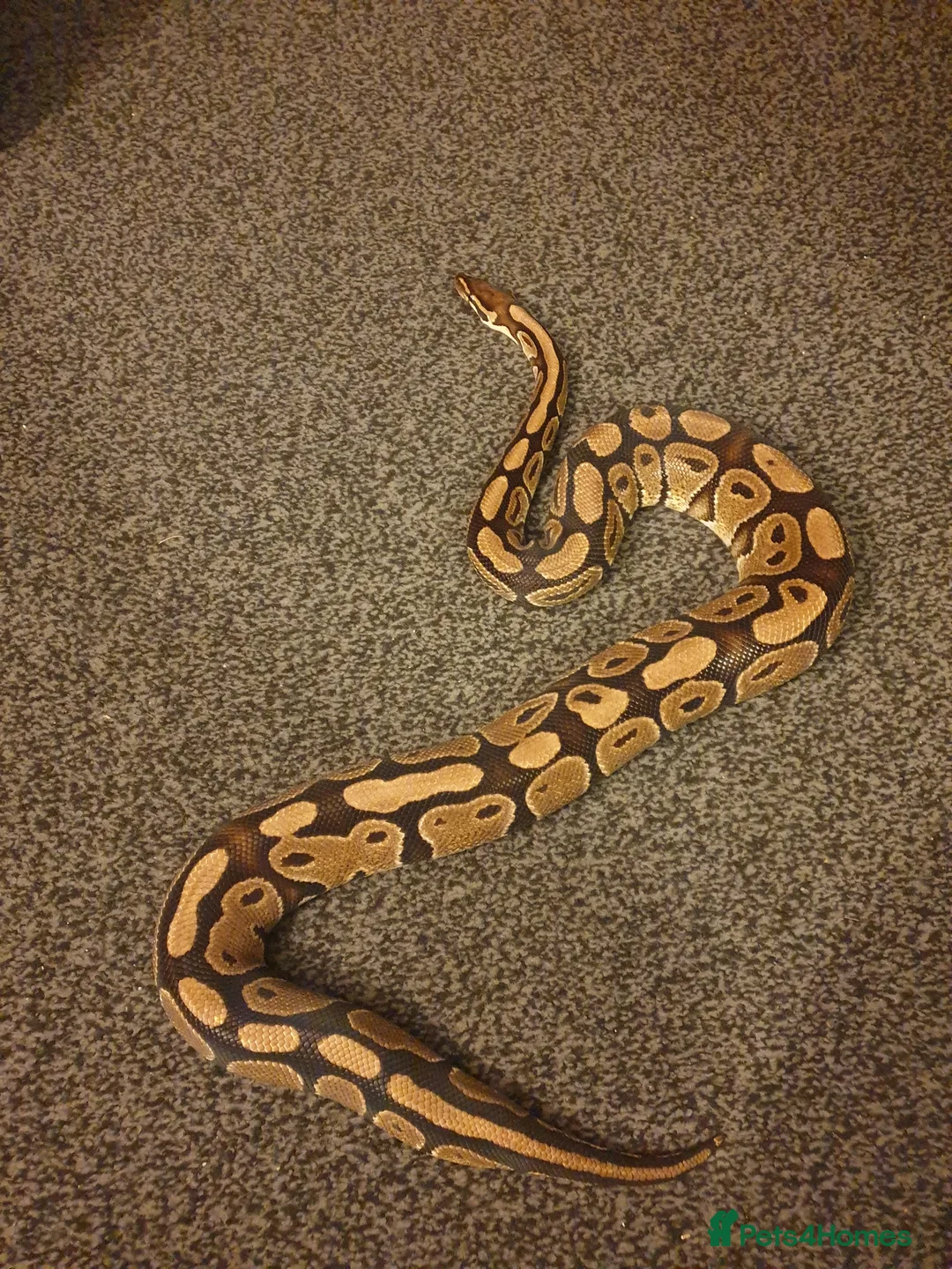 Python Snake reptiles for sale: Standard royal python  - Advert 4