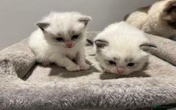 Ragdoll cats for sale: Pure Breed bi colour blue Ragdoll Kittens - Image 9