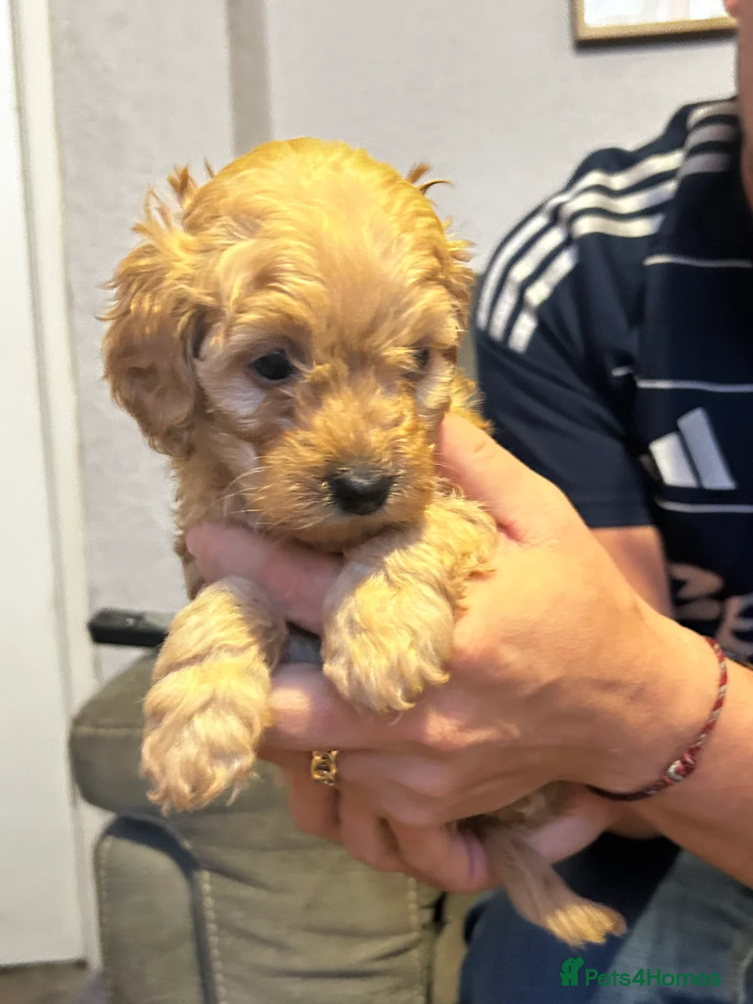 Cockapoo dogs for sale: Beautiful cockapoo puppies  - Advert 2