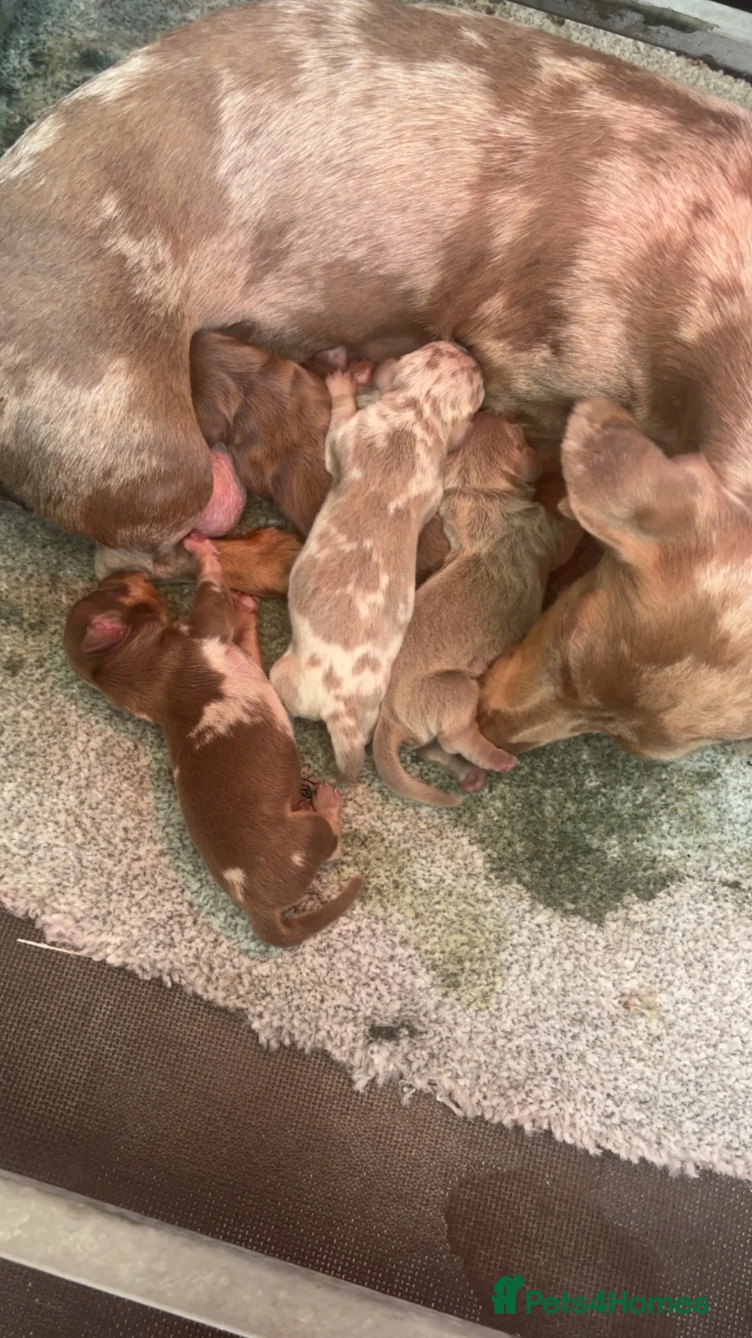 Dachshund dogs for sale: Miniature Dachshunds - Advert 2