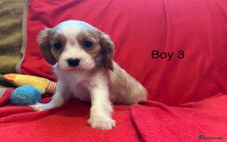 Cavalier King Charles Spaniel dogs for sale: Gorgeous Cavalier King Charles Spaniel puppies - Advert 28