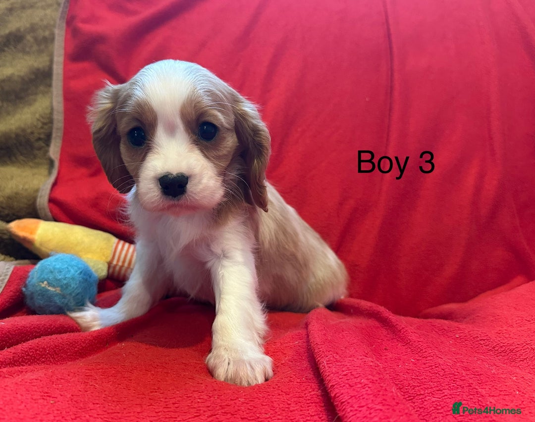 Cavalier King Charles Spaniel dogs for sale: Gorgeous Cavalier King Charles Spaniel puppies - Advert 28
