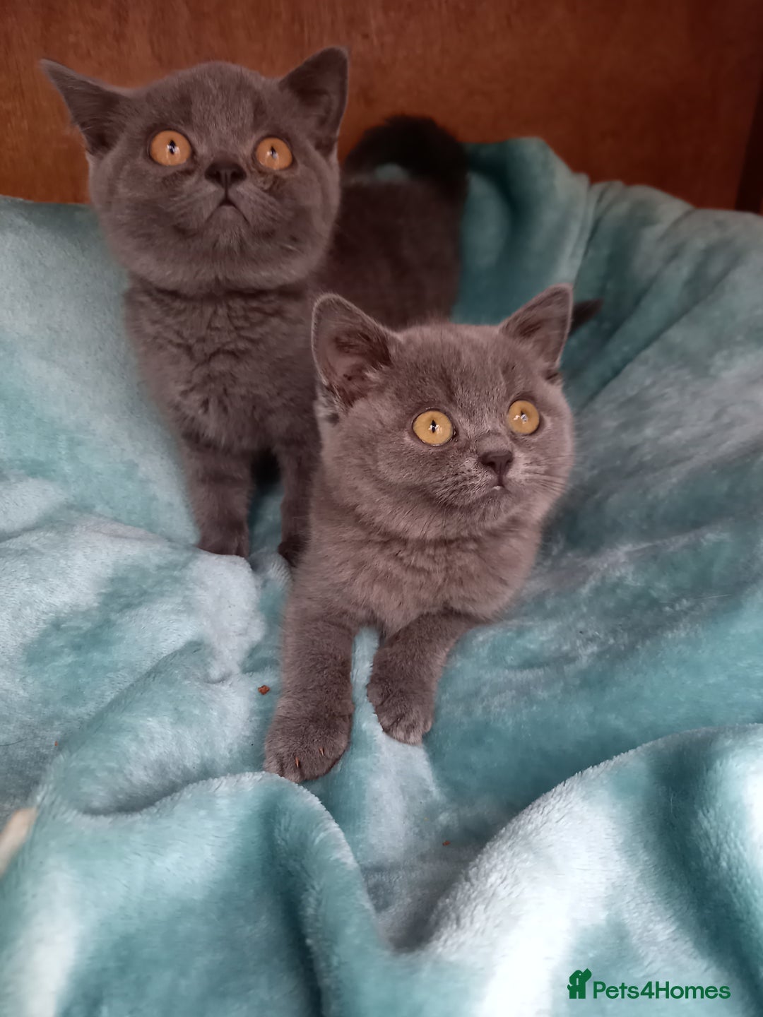 British Shorthair cats for sale: Super GCCF Registered Kittens - Image 20