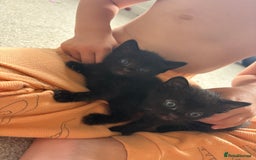 Mixed Breed cats for sale: 2 beautiful black female kittens  - Image 1