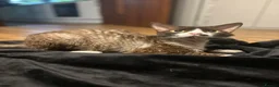 Devon Rex cats for stud: ⭐ CHAMPION, PROVEN, CHOCOLATE DEVON REX, REG'ED in Salisbury - Advert 5