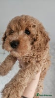 Mini Goldendoodle dogs - Advert 6