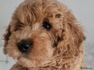 Mini Goldendoodle dogs - Advert 4