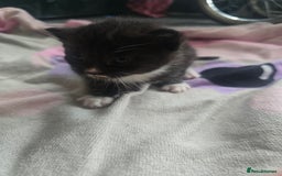 British Shorthair cats for sale: Darling Kittens  - Image 5