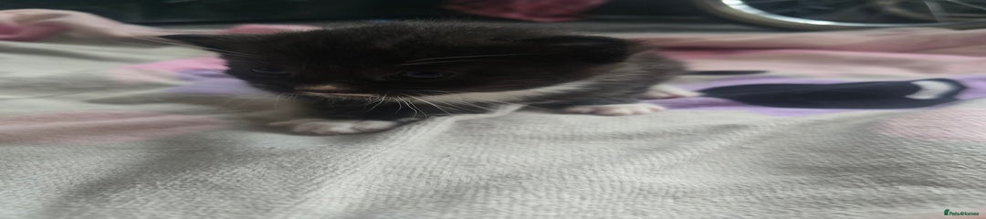 British Shorthair Kitten 5