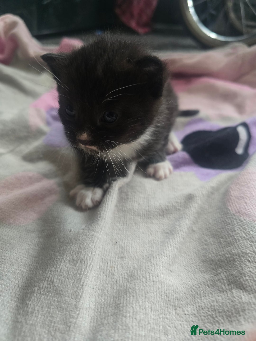 British Shorthair cats for sale: Darling Kittens  - Image 5