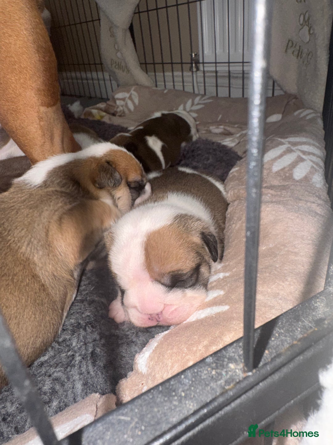 English Bulldog dogs for sale: Stunning English bulldog puppies  - Advert 3
