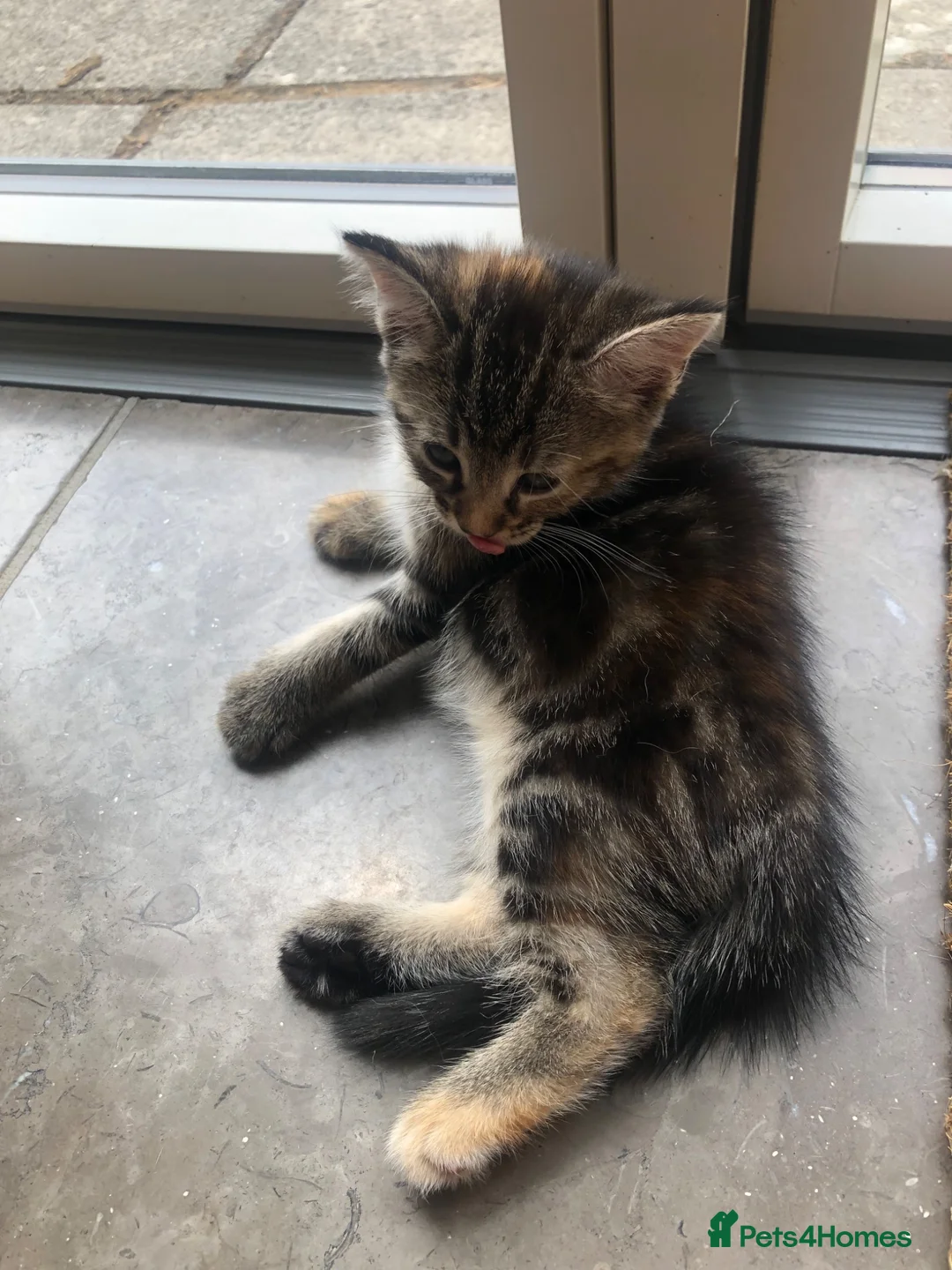 Mixed Breed cats for sale: Two beautiful kittens for sale - Advert 8