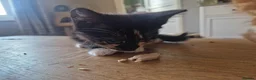 Mixed Breed cats for sale: 4 Male Mixed kittens £50 each  - Advert 3