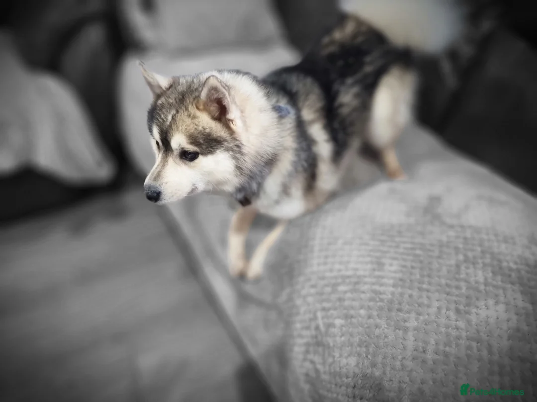 Pomsky dogs for stud: Stunning Proven F1 Wolf Grey Pomsky For Stud in Cambridge - Advert 5