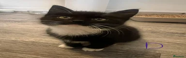 fluffy black & white 