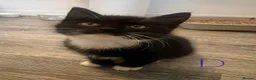 Mixed Breed cats for sale: kittens for sale in Southport - Advert 8