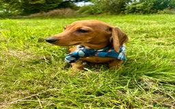Miniature Dachshund dogs for sale: BEAUTIFUL KC REG & PRA CLEAR MINIS - 0% inbreeding - Image 8