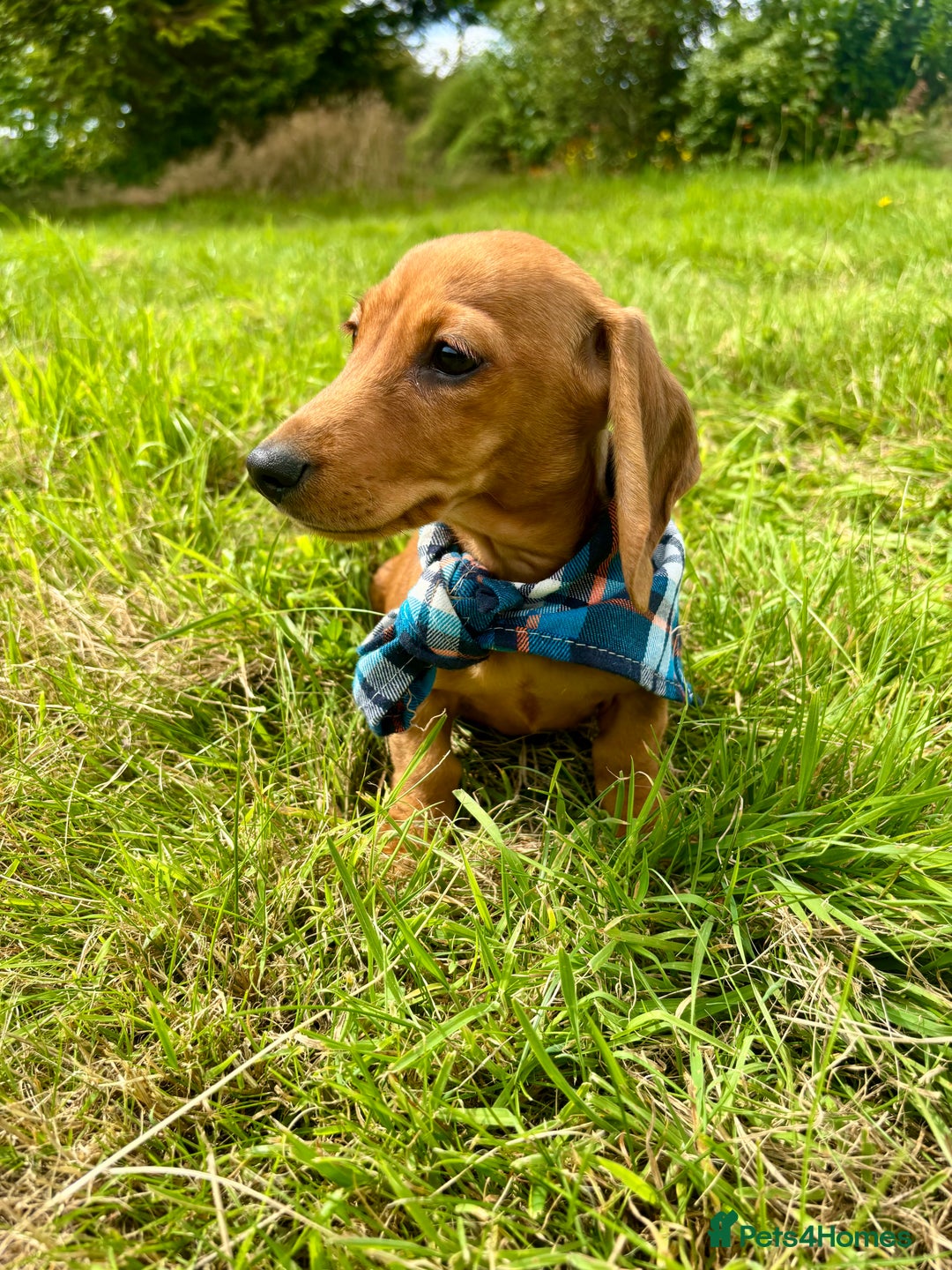 Miniature Dachshund dogs for sale: BEAUTIFUL KC REG & PRA CLEAR MINIS - 0% inbreeding - Image 8