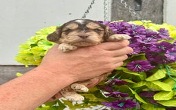 Cockapoo dogs for sale: 7 F1 exquisite dna tested clear Cockerpoos - Image 7