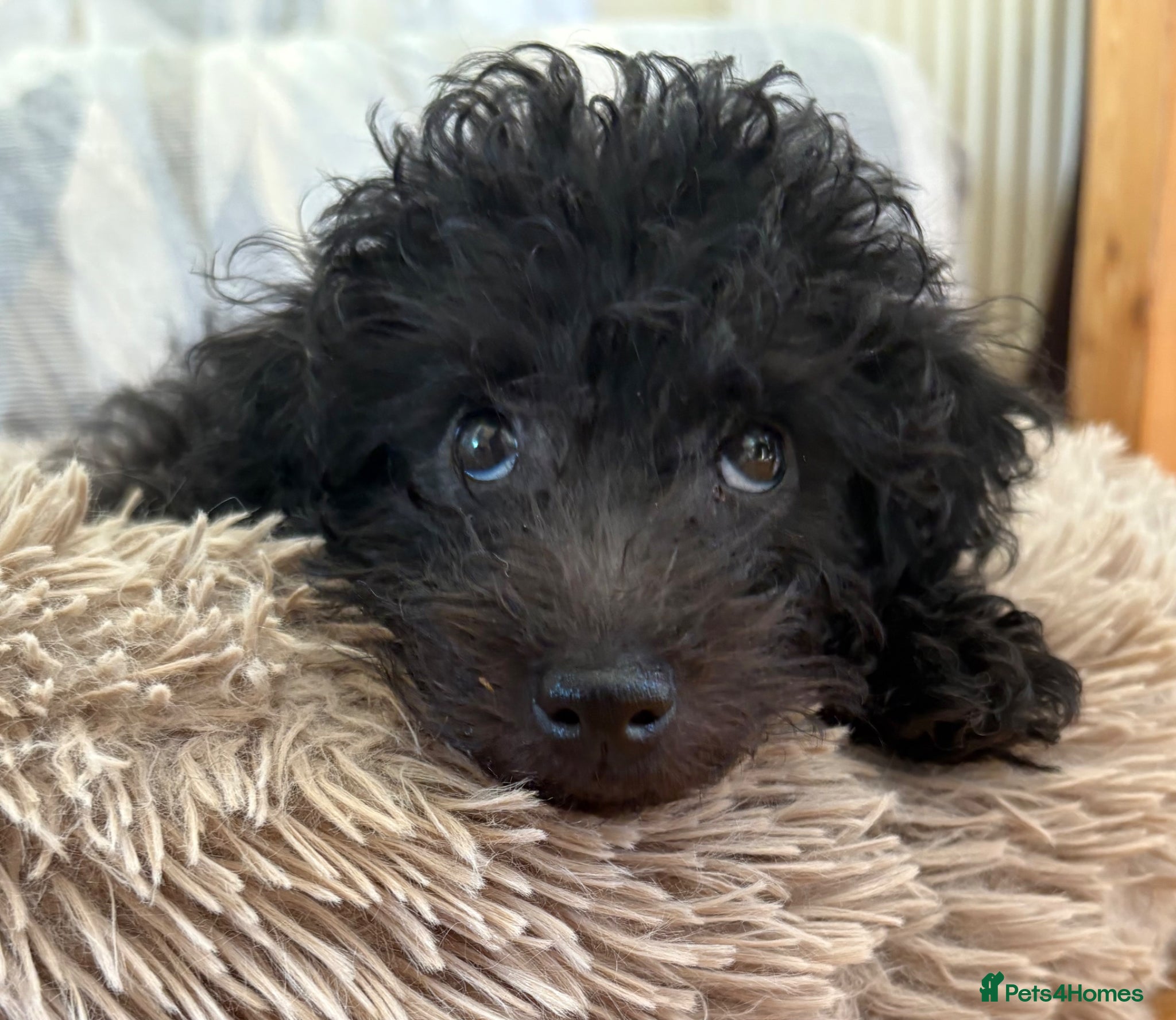 Jackapoo dogs Mini Jackapoo 1 Lovely Boy Available - Advert 12