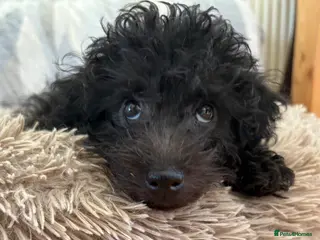 Jackapoo dogs Mini Jackapoo 1 Lovely Boy Available - Advert 12