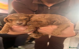 Cockapoo dogs for sale: Stunning cockapoo puppies - Advert 7