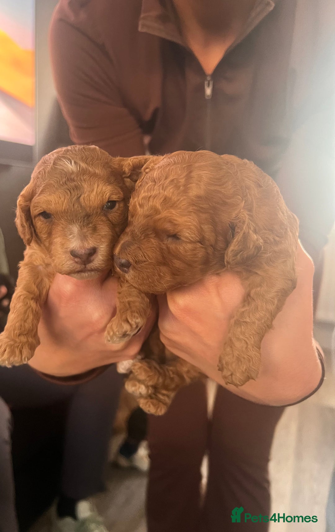 Cockapoo dogs for sale: Stunning cockapoo puppies - Advert 7