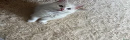 Ragdoll cats for sale: Lilac Ragdoll Kitten  - Advert 2