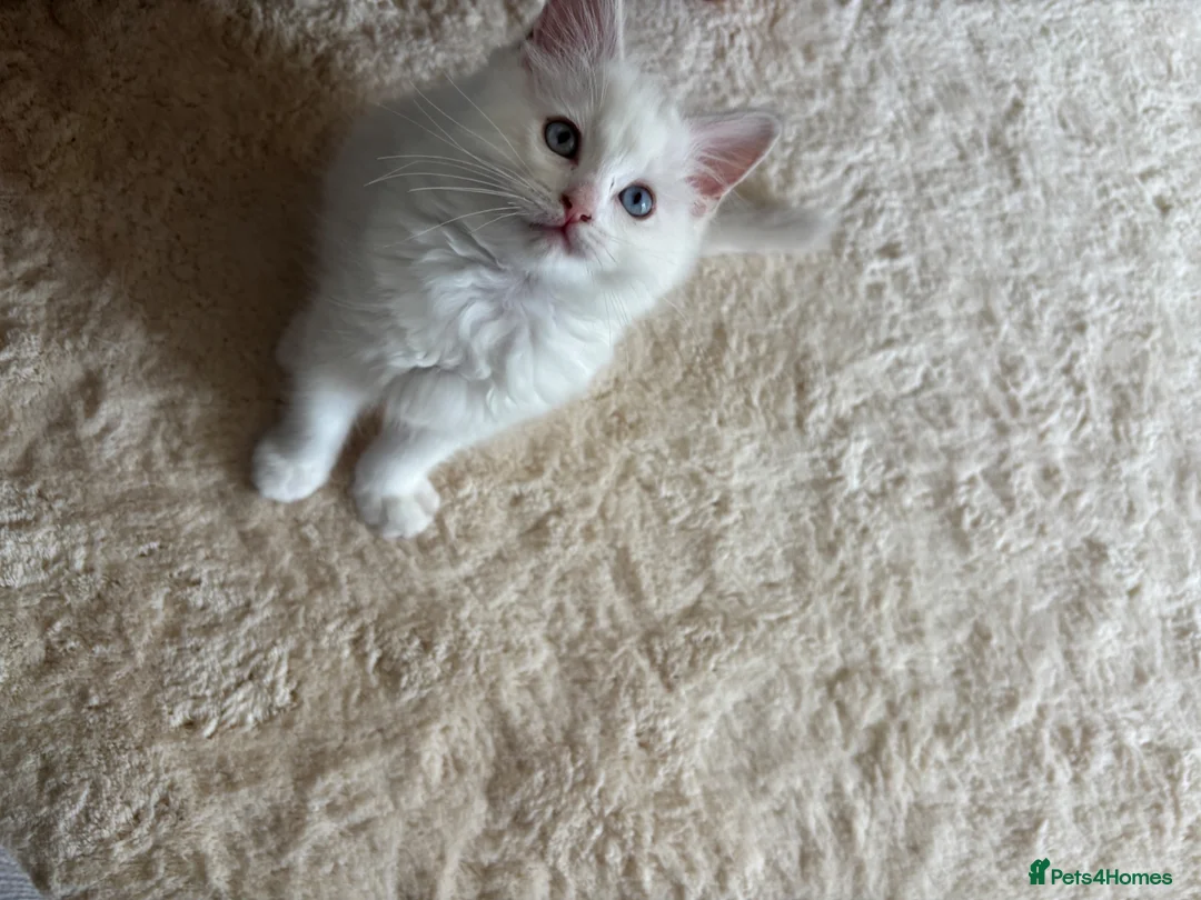 Ragdoll cats for sale: Lilac Ragdoll Kitten  - Advert 2