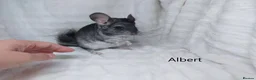 Chinchilla rodents for sale: Two Young Male Pedigree Chinchillas. - Advert 8
