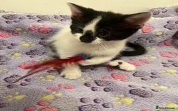Mixed Breed cats for sale: Mixed breed kittens  - Image 7