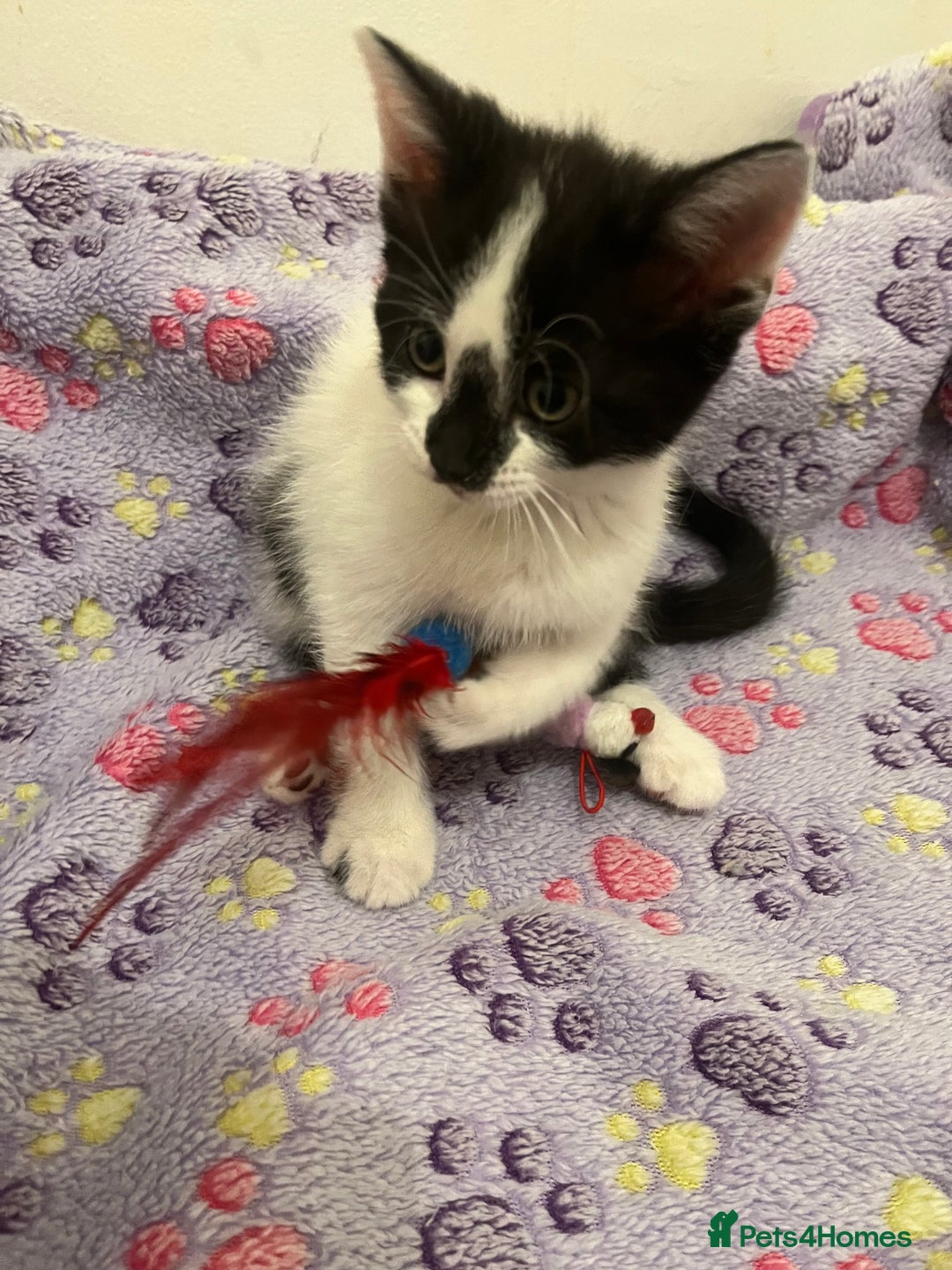 Mixed Breed cats for sale: Mixed breed kittens  - Image 7