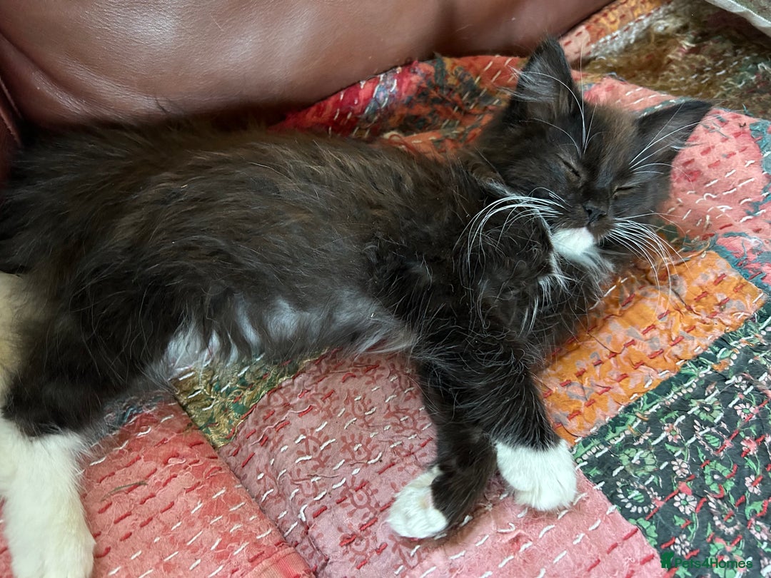 Turkish Van cats for sale: Beautiful kittens ready for loving new homes - Image 8