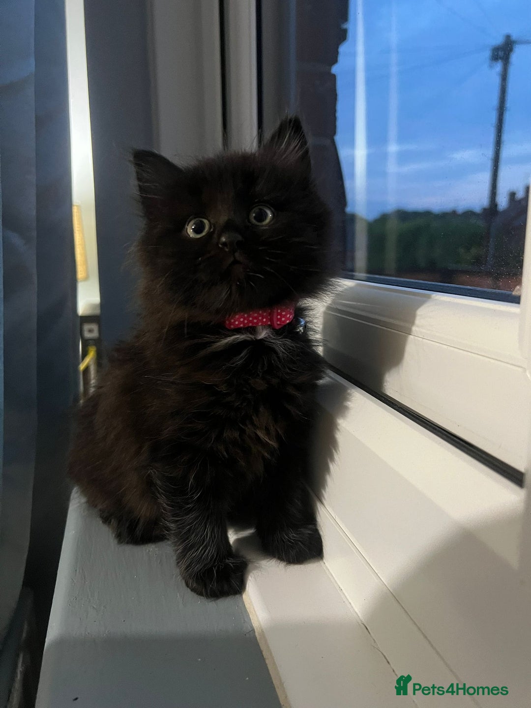 RagaMuffin cats for sale: Ragamuffin kittens  - Image 6